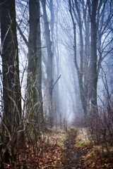 The forest trail with magic light and beauty fog at sunrise