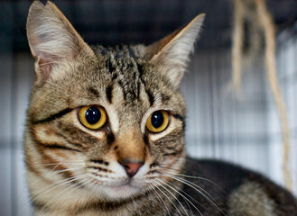 A closeup shot of a cute fluffy cat staring with its yellow eyes