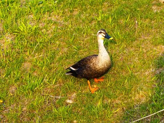 duck
