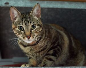 A closeup shot of a cute fluffy cat staring with its green eyes