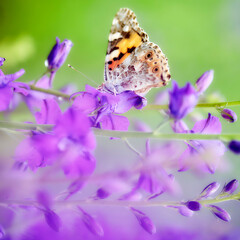 A Painted Lady butterfly (Vanessa cardui) perched on a stem of Delphinium