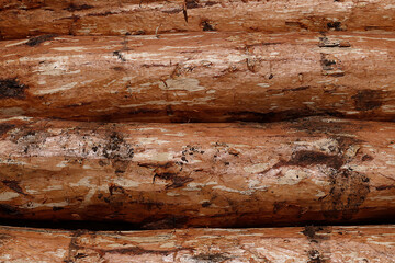 TOP QUALITY TREE TRUNKS WITHOUT BARK