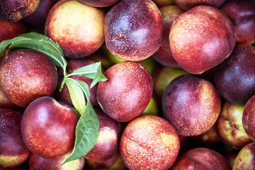 A heap of fresh organic fruit nectarines