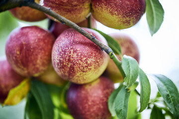 Close-up of nectarines ripening on the fruit tree on an orchard in Ukraine.