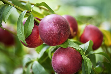 Close-up of nectarines ripening on the fruit tree on an orchard in Ukraine.