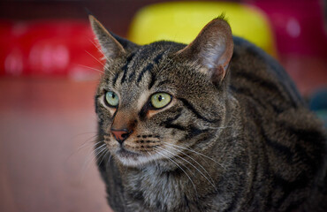 Naklejka na ściany i meble A closeup shot of a beautiful striped cat with green eyes
