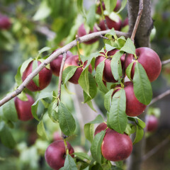 Nectarines ripening on the fruit tree on an orchard in Ukraine.