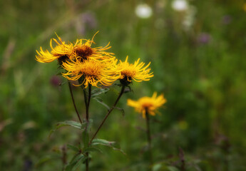 Elecampane is a medicinal plant that grows in the garden and in the wild.