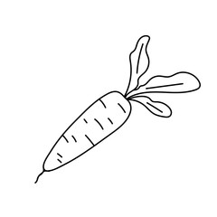 Doodle carrots. Vegetarian healthy food. Vegan, farm, organic, natural. Vector illustration