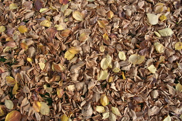 background of dried leaves