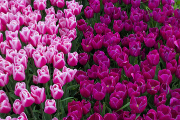 A huge field of bright, blooming tulips in the city park. Beauty of blooming field. Nature background. Spring flowers on a warm sunny day.