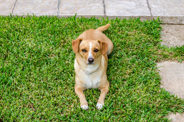 Cute Young Female Dog Relaxing and Posing on Green Lawn at the Yard. Kokoni Greek Ηound Breed. 