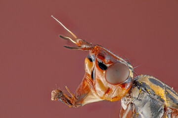 Sciomyzidae 