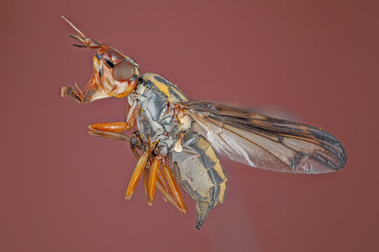 Sciomyzidae "mouche des marais" en macro focus stacking
