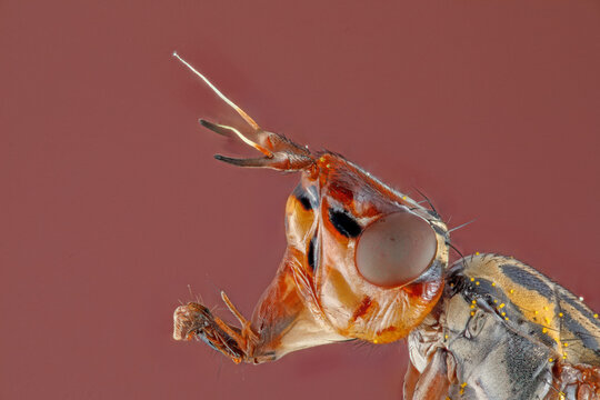 Sciomyzidae "mouche des marais" en macro focus stacking