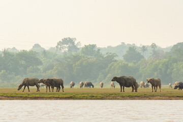 Naklejka premium Buffaloes eating grass on grass field riverside.