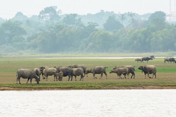 Buffaloes eating grass on grass field riverside.