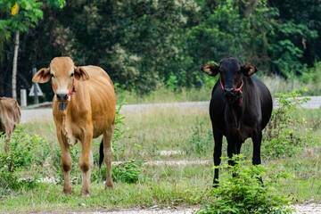 Brown and Black cows looking at camera