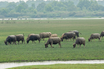 Naklejka na ściany i meble Buffaloes eating grass on grass field riverside.