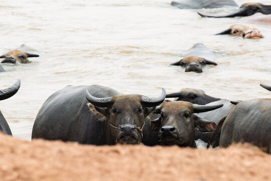 buffalo in the water