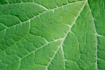 Close up leaf. Fresh green leaf texture macro background
