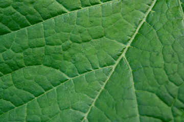 Close up leaf. Fresh green leaf texture macro background