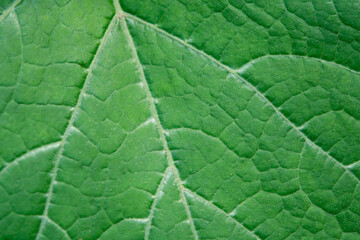 Close up leaf. Fresh green leaf texture macro background