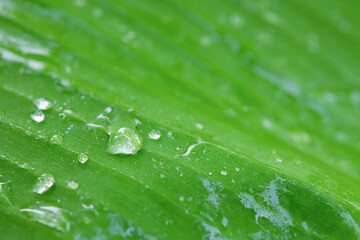 Water drops on banana leaf backgroung.