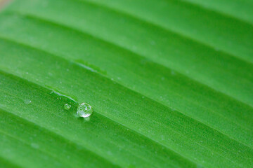 Water drops on banana leaf backgroung.