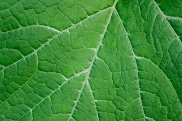 Close up leaf. Fresh green leaf texture macro background