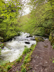 stream in the forest