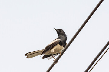 Oriental Magpie Robin bird sitting on electric cable