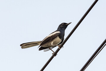 Oriental Magpie Robin bird sitting on electric cable