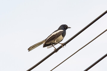 Oriental Magpie Robin bird sitting on electric cable