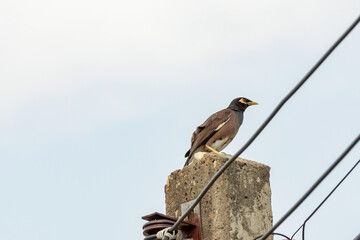 Mynas bird sitting on electric pole.