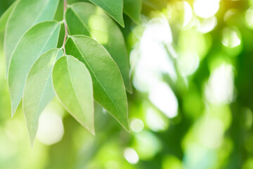 Spring natural green leaf background. blurred greenery background. using as spring and nature background. selects focus