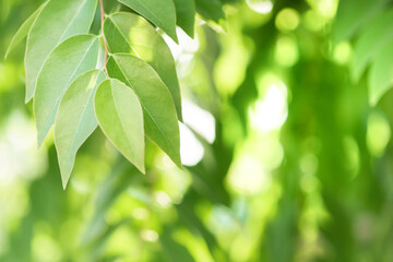 Spring natural green leaf background. blurred greenery background. using as spring and nature background. selects focus