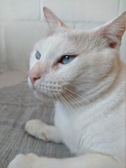 white cat with clue eyes looking 