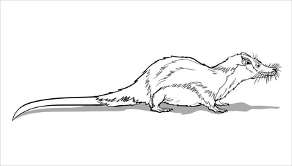 Otter Shrew. A small animal, a field yellow rodent with a very long tail.Coloring page for children and adults, hand drawn illustration