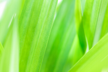 Spring natural green leaf background. blurred greenery background. using as spring and nature background. selects focus