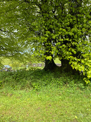leaves in the forest Lynton Devonshire river walk