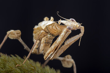 The devil mantis in black background