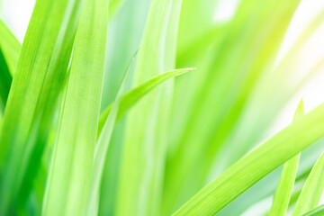 Spring natural green leaf background. blurred greenery background. using as spring and nature background. selects focus