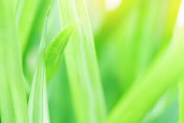 Spring natural green leaf background. blurred greenery background. using as spring and nature background. selects focus