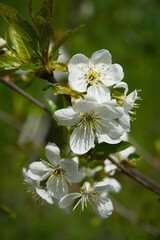 Bright cherry tree flowers