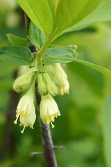 Flowers of Lonicera edulis