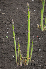Growing green asparagus shoots
