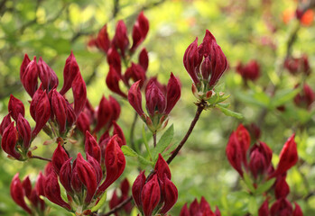 Buds of a red azalea. Light green background 
