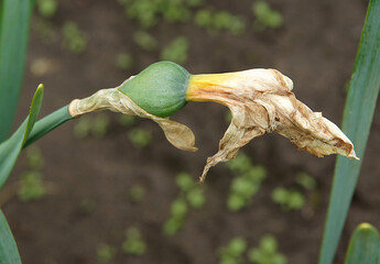 Ovary of Narcissus