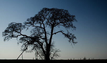 Silhouette of large tree with a swing by the sea.